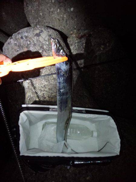 太刀魚調査・・・渋かった(泣)